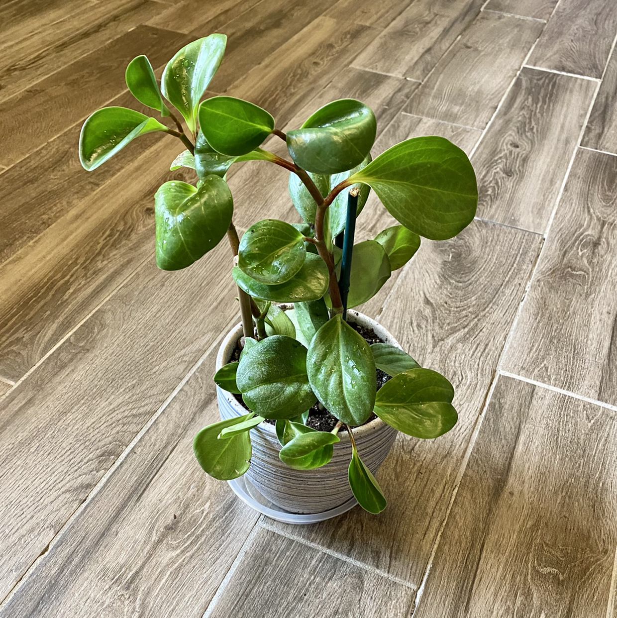 Baby Rubber Plant plant photo by @TwistedThreads named My beauty on Greg, the plant care app.
