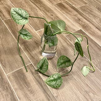 Satin Pothos plant in Oliver Springs, Tennessee