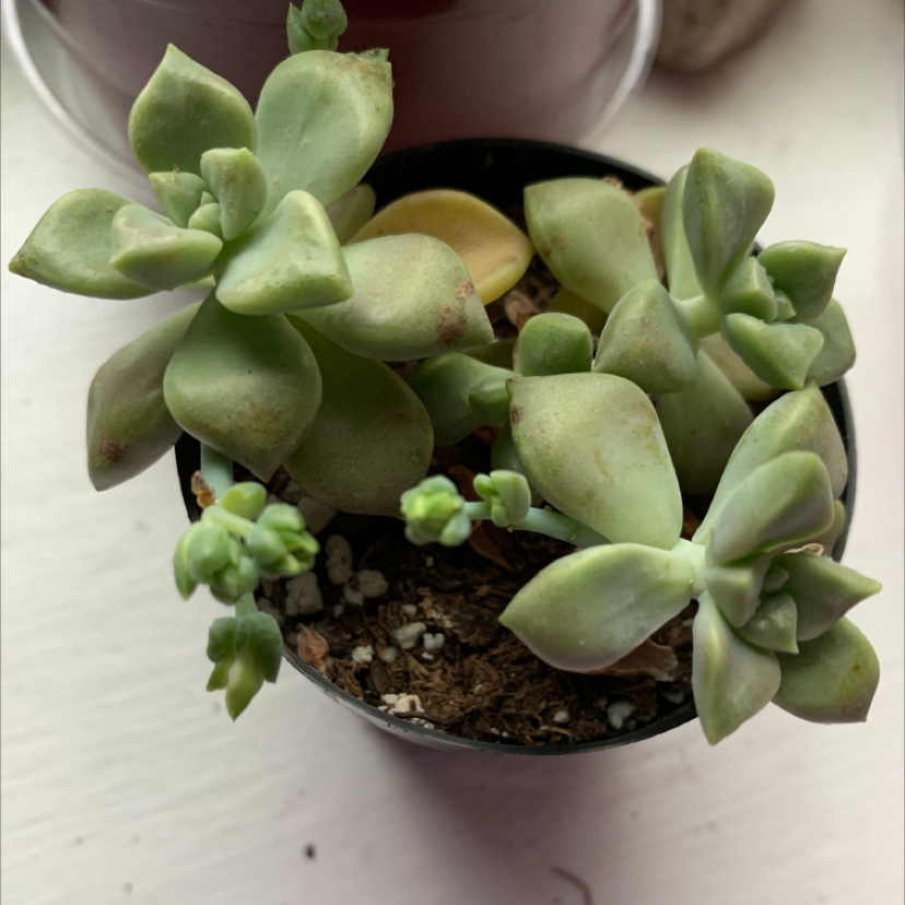 Small Graptopetalum succulent in a pot with visible soil and minor leaf discoloration.
