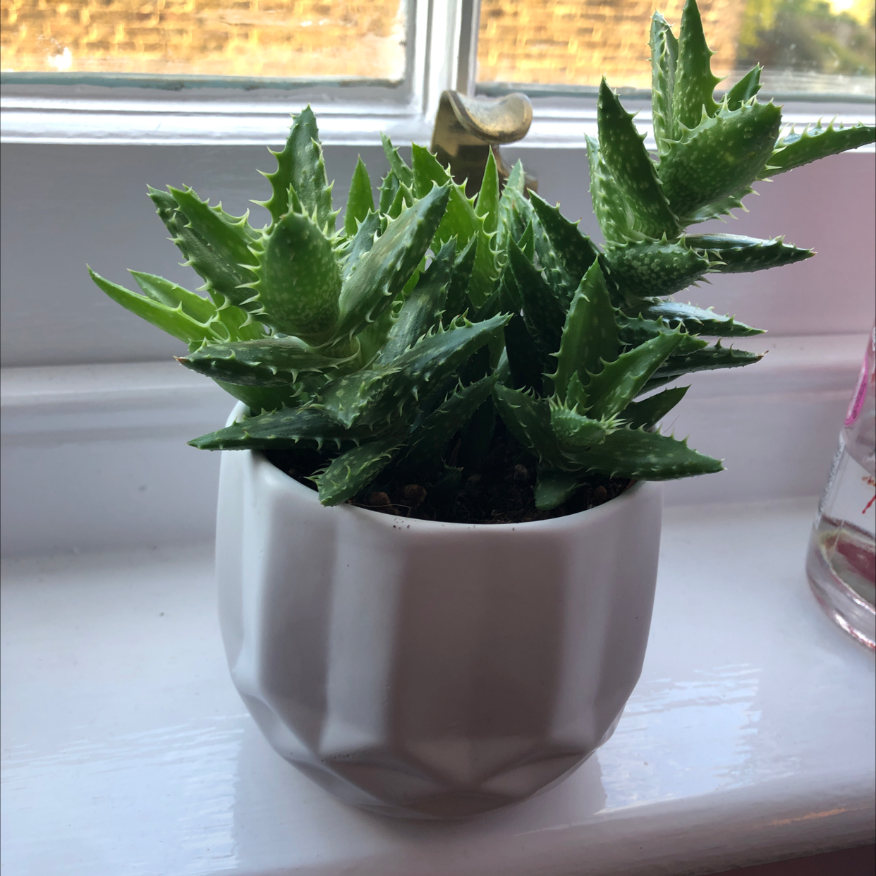 Photo of the plant species Tiger Tooth Aloe by Bella named Valentina on Greg, the plant care app