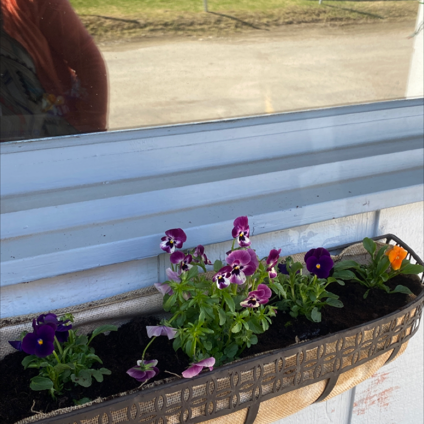 Planter with healthy Wild Pansy plants in bloom, soil visible.