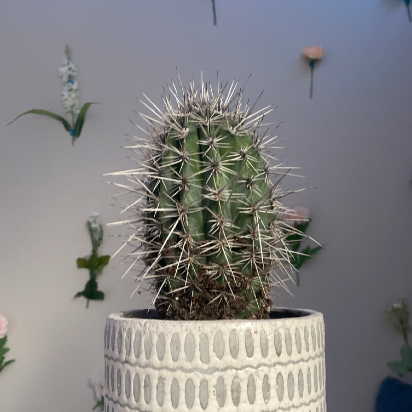 Photo of the plant species Saguaro by Brooklyn named Stella on Greg, the plant care app