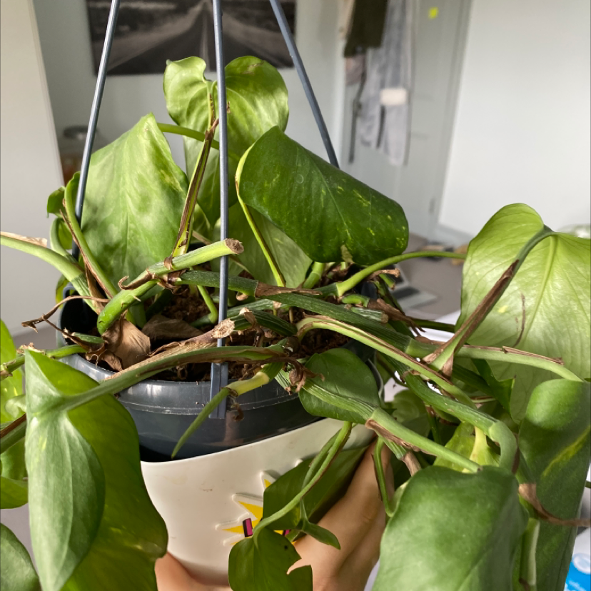 Golden Pothos plant photo by India named rapunzel on Greg, the plant care app.