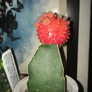 Moon Cactus plant in Somewhere on Earth