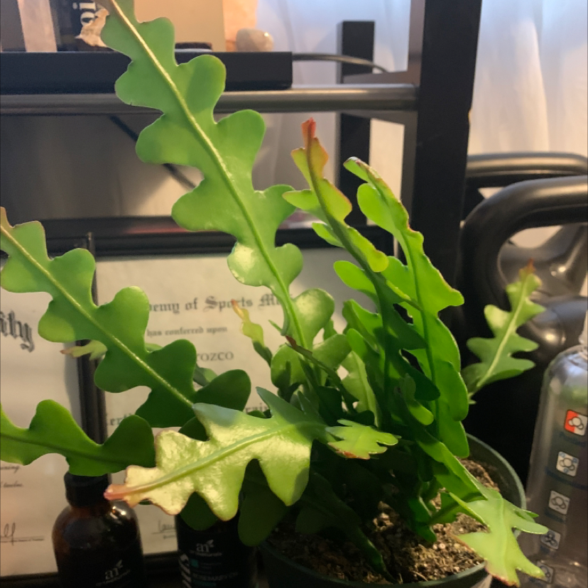 Fishbone Cactus with healthy green leaves in a pot, well-focused and well-framed.