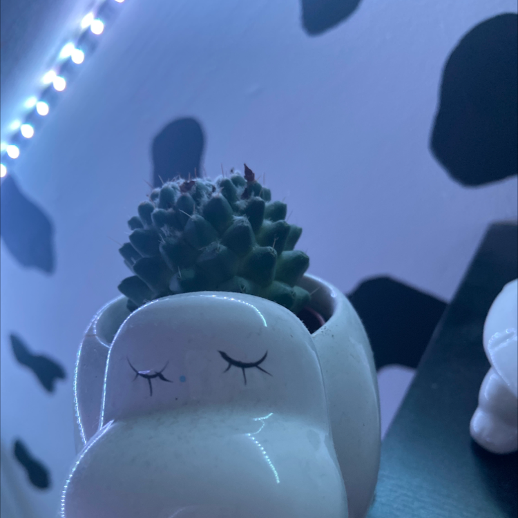 Missouri Foxtail Cactus in a decorative pot with a patterned wall and LED lights in the background.