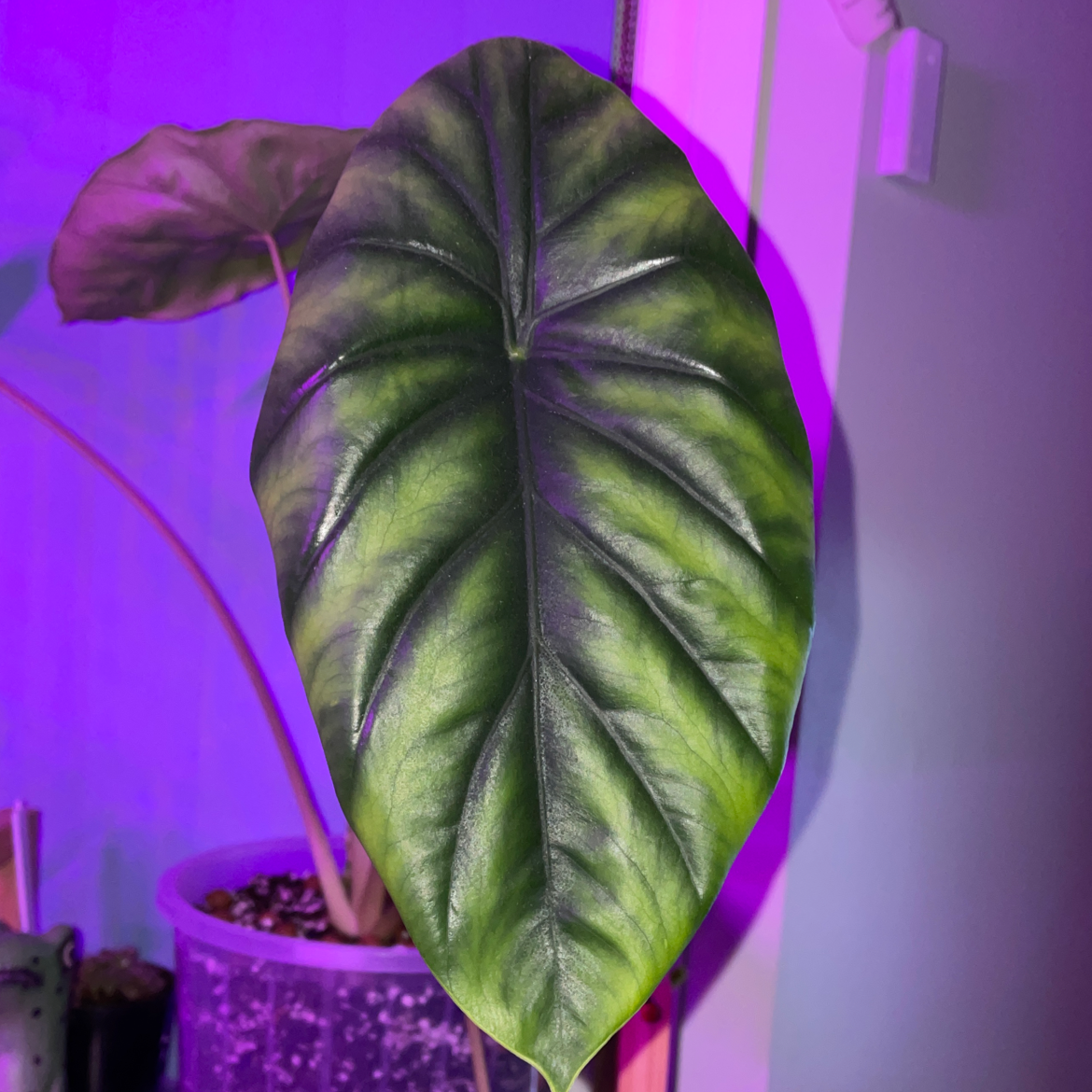 Close-up of a healthy Alocasia Green Shield leaf with prominent veins and vibrant green color.