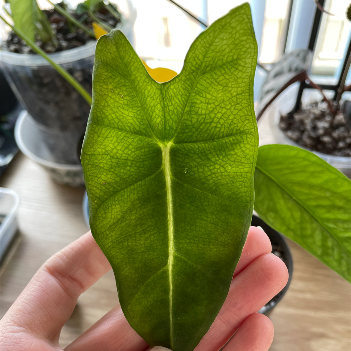 Close-up of a healthy Green Velvet Alocasia leaf held by a hand, showing vibrant green color and prominent venation.