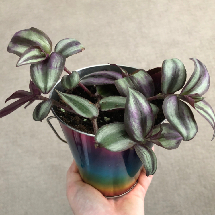 Spiderwort plant photo by @theciviljay named Twink Mcgee on Greg, the plant care app.