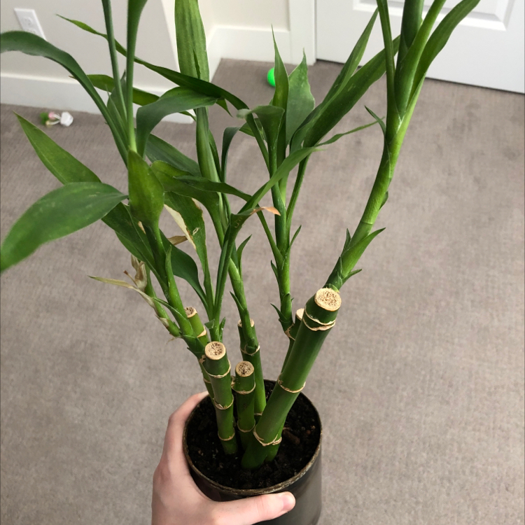 Lucky Bamboo plant photo by @theciviljay named Micheal on Greg, the plant care app.