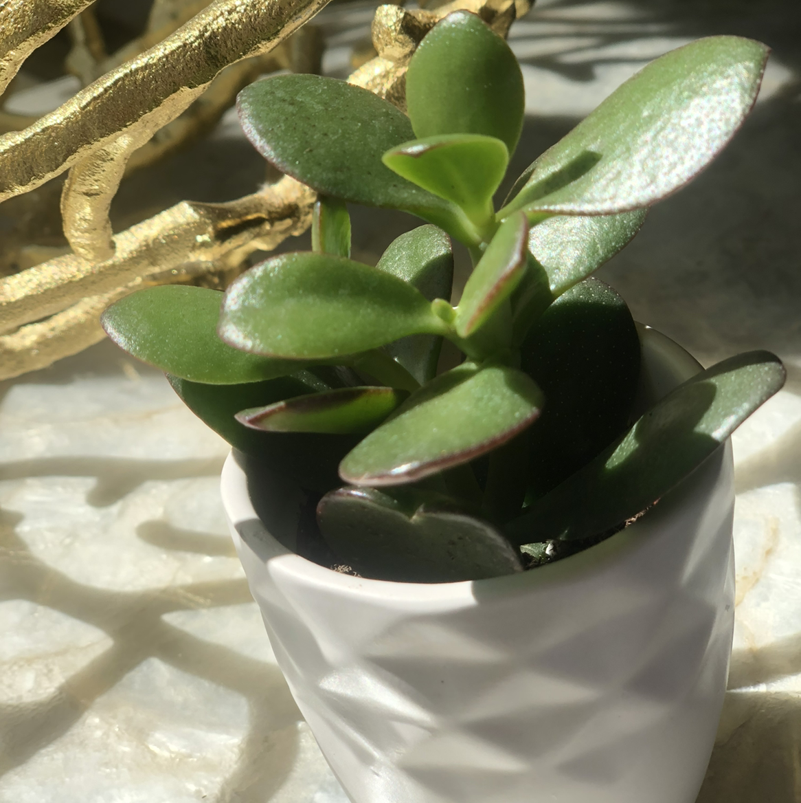 Lucky Plant plant photo by Emma named Gaga on Greg, the plant care app.