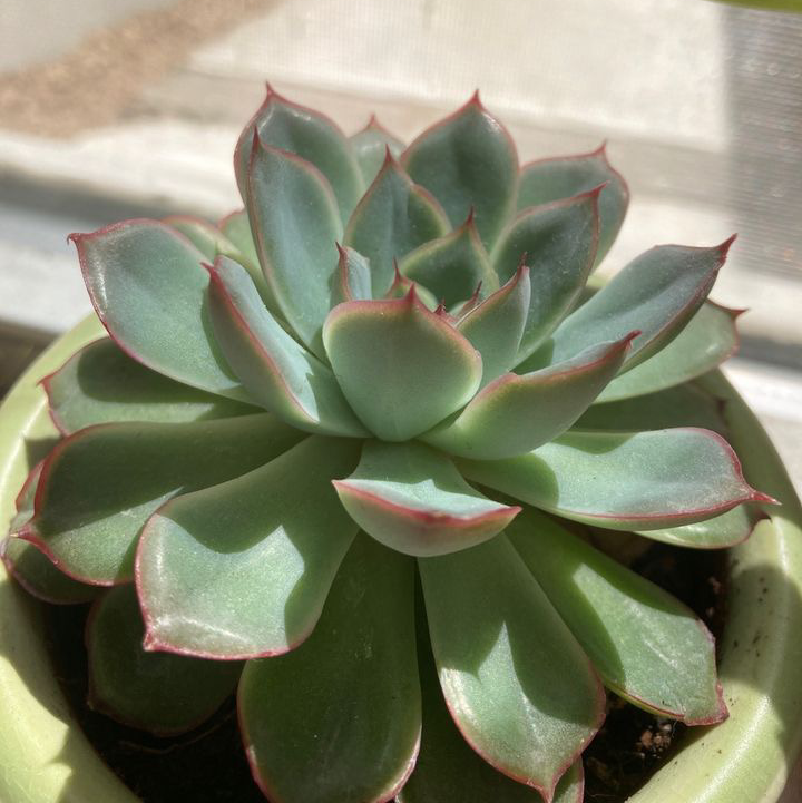 Healthy Echeveria colorata plant with red-tinted leaf edges in a pot.