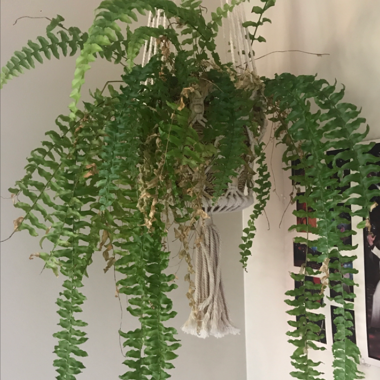 Boston Fern plant photo by @amyscott named Osteenia on Greg, the plant care app.