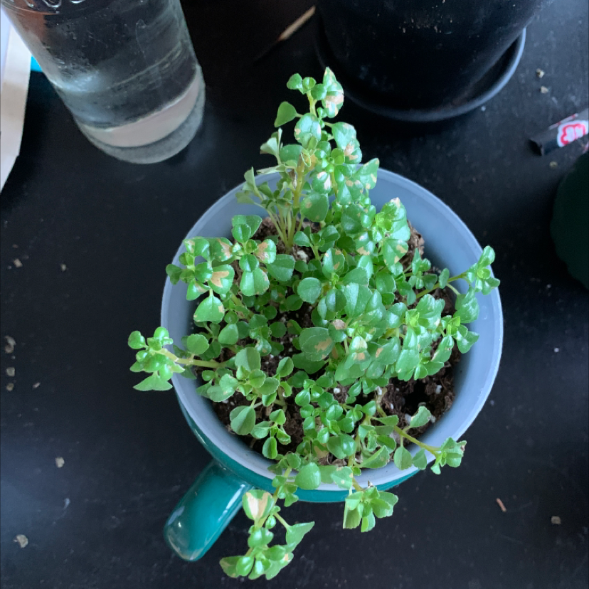 Green Pilea peperomioides plant with rounded leaves held in hands, soil visible in pot, plant appears healthy.