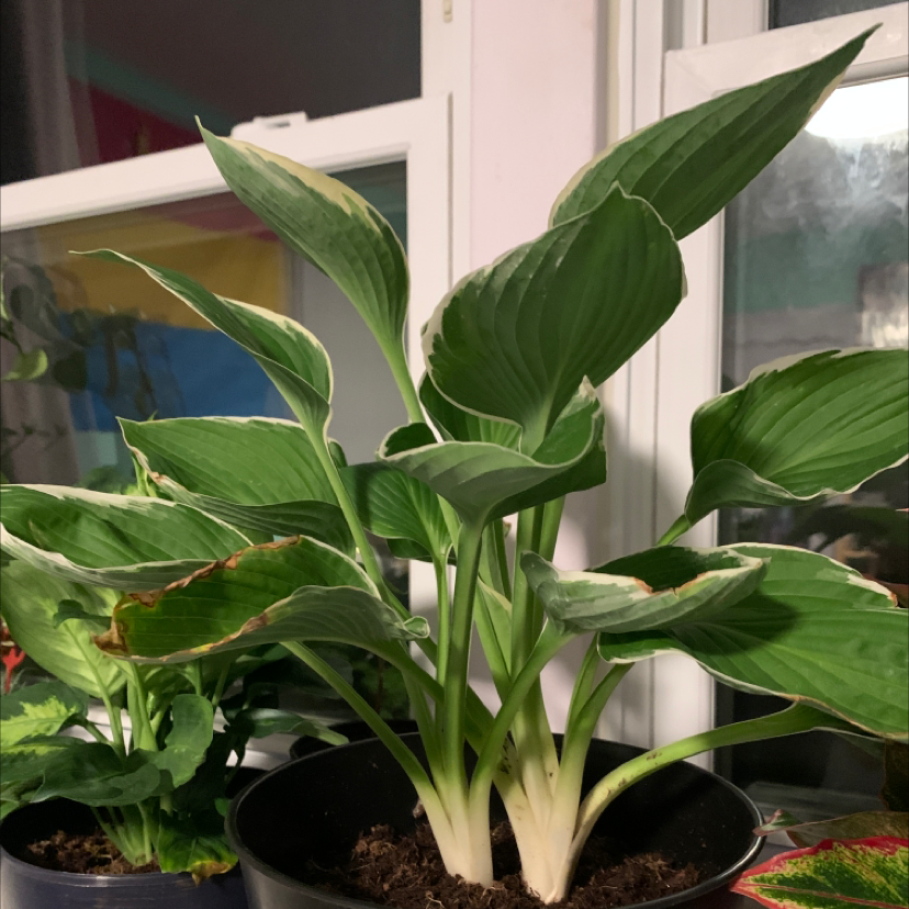 Hosta 'Patriot' plant with variegated leaves, slight browning on edges, indoors near a window.