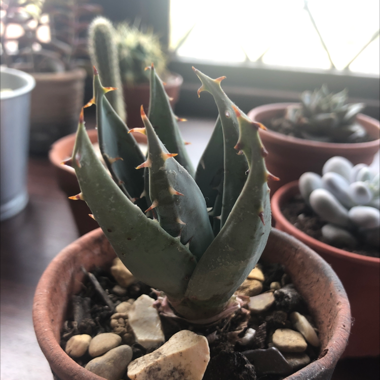 Photo of the plant species Cape Aloe by Carys named Demi on Greg, the plant care app