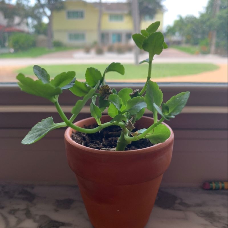 A healthy young florist kalanchoe succulent plant with vibrant green leaves, growing in a small terracotta pot outdoors.