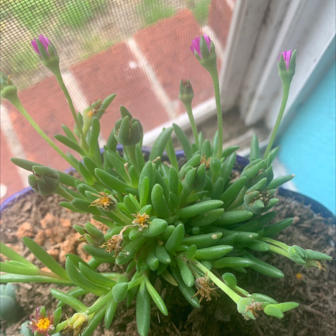 Purple Ice Plant with green succulent leaves and small purple flowers in a pot with visible soil.
