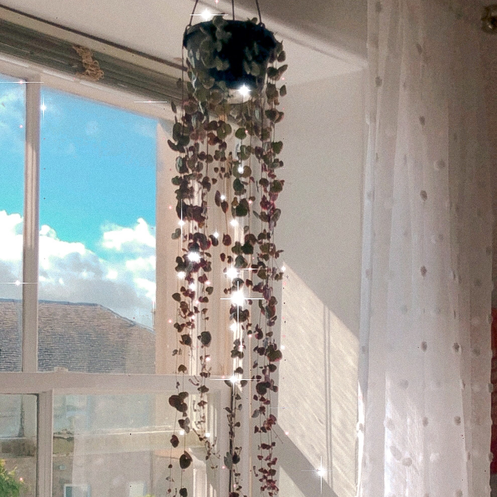 Photo of the plant species String of Needles by @amaranewton named Tree Diddy on Greg, the plant care app