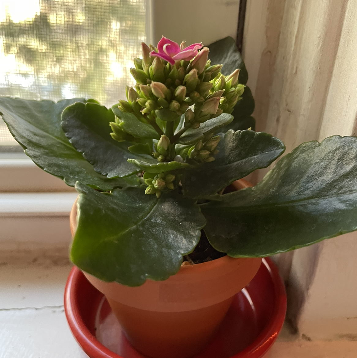 Florist Kalanchoe plant photo by @madelinecdavis named eloise on Greg, the plant care app.