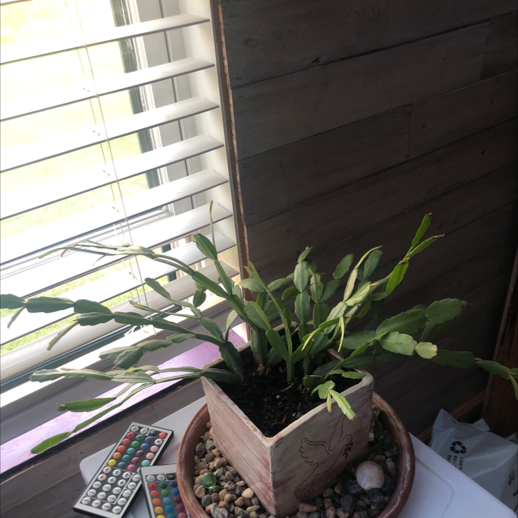 False Christmas Cactus plant photo by @giudittalayla.16 named naomi on Greg, the plant care app.