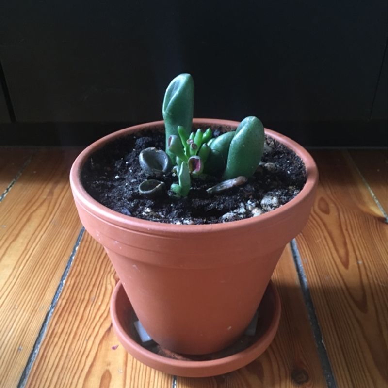A young Jade plant in a terracotta pot with visible soil.