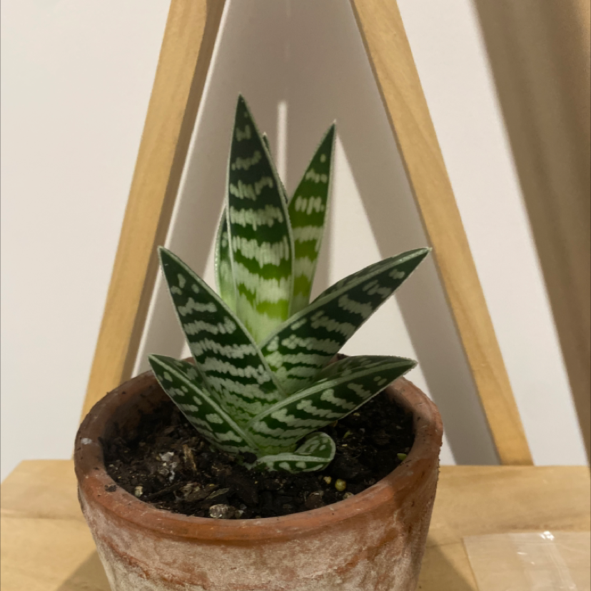 Tiger Aloe plant in a terracotta pot with visible soil and vibrant green leaves with white stripes.