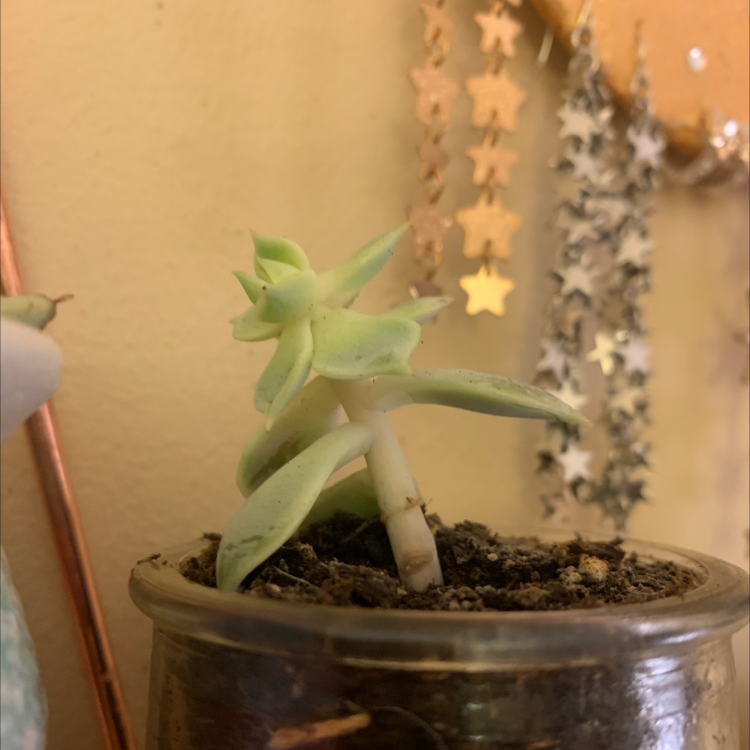 Photo of the plant species Mini Monsterra by Kiah named Vera on Greg, the plant care app