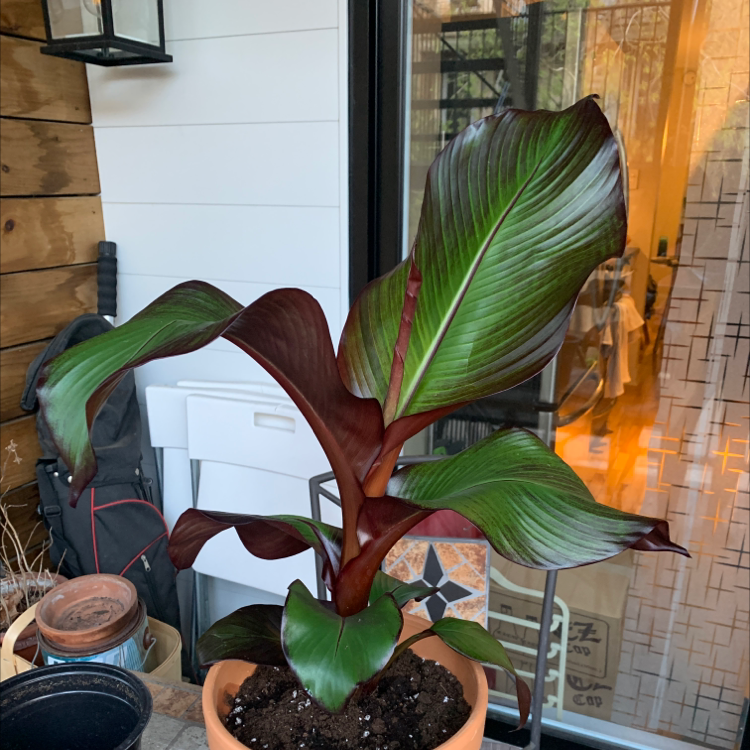 Plant care for Calibrachoa 'ACALYLS4I' Minifamous Yellow Lilac Star on Greg, the plant care app