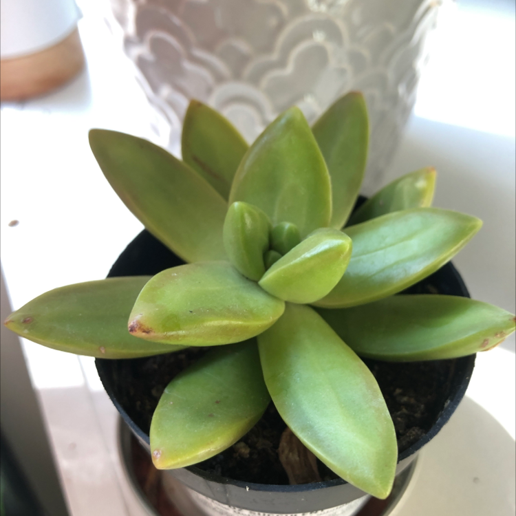 Sedum adolphi 'Golden Glow' succulent plant in a small pot with slight browning at leaf tips.