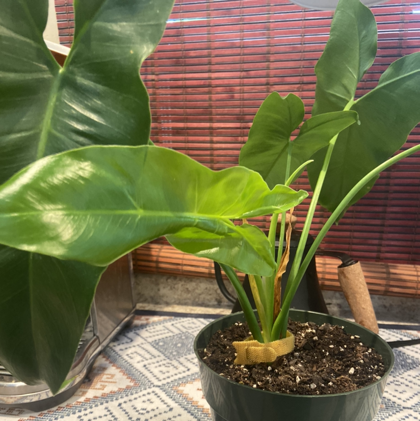Photo of the plant species Philodendron 'Mercy' by Vincent named Philbert on Greg, the plant care app