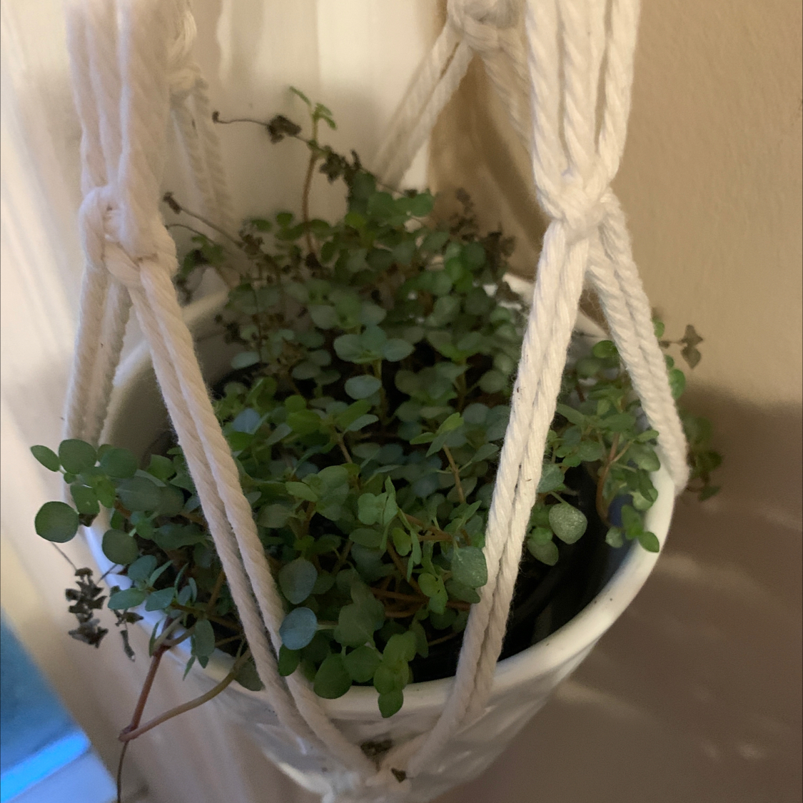 Healthy Pilea Baby Tears plant with dense green foliage growing in a white hanging macrame planter.