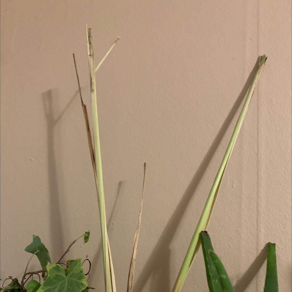 Lemon Grass plant with some dry and discolored leaves against a plain wall.