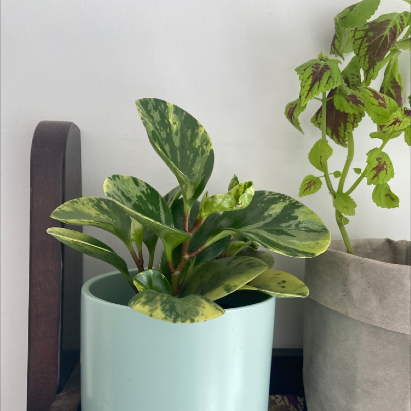 Marble Peperomia plant in a light blue pot with another plant in the background.