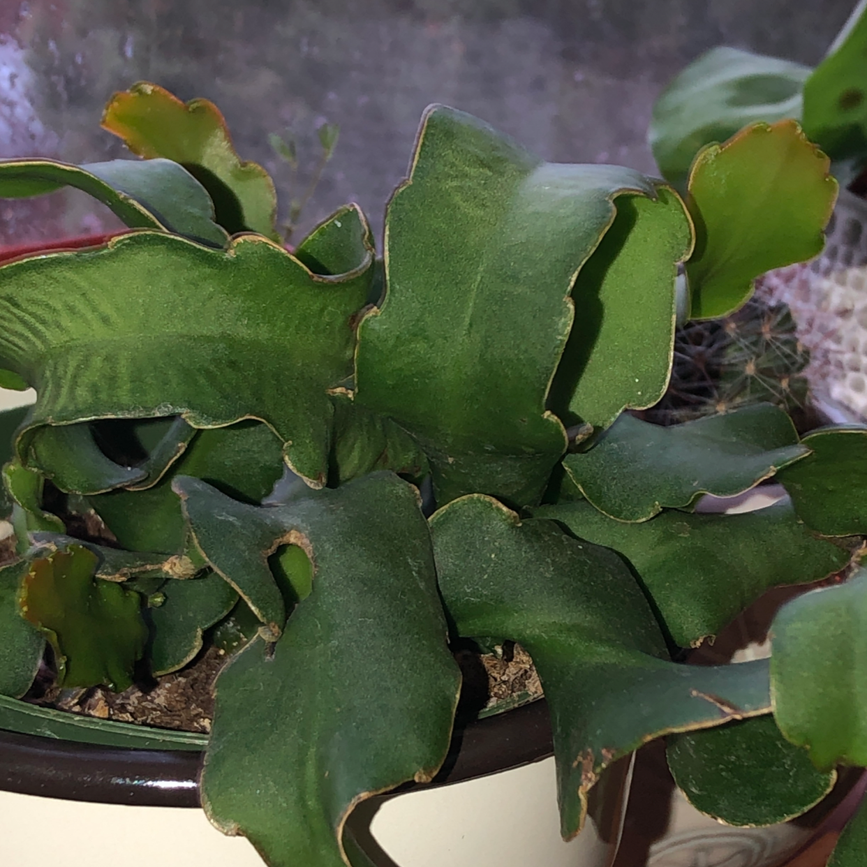 Curly Locks Orchid Cactus with thick, wavy leaves showing some browning at the edges.