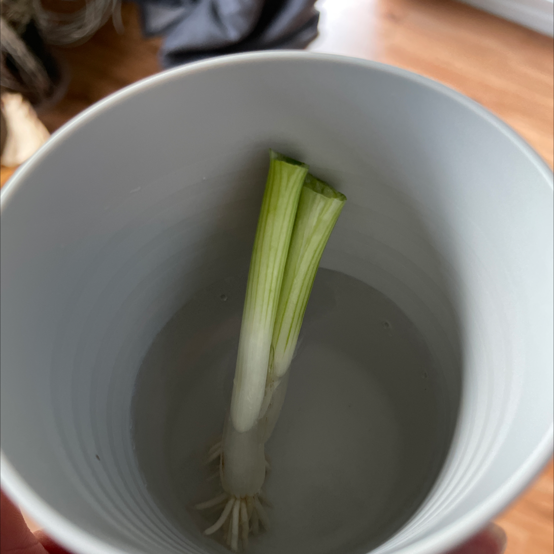 Long Green Onion plant in a cup of water, showing healthy green leaves and roots.