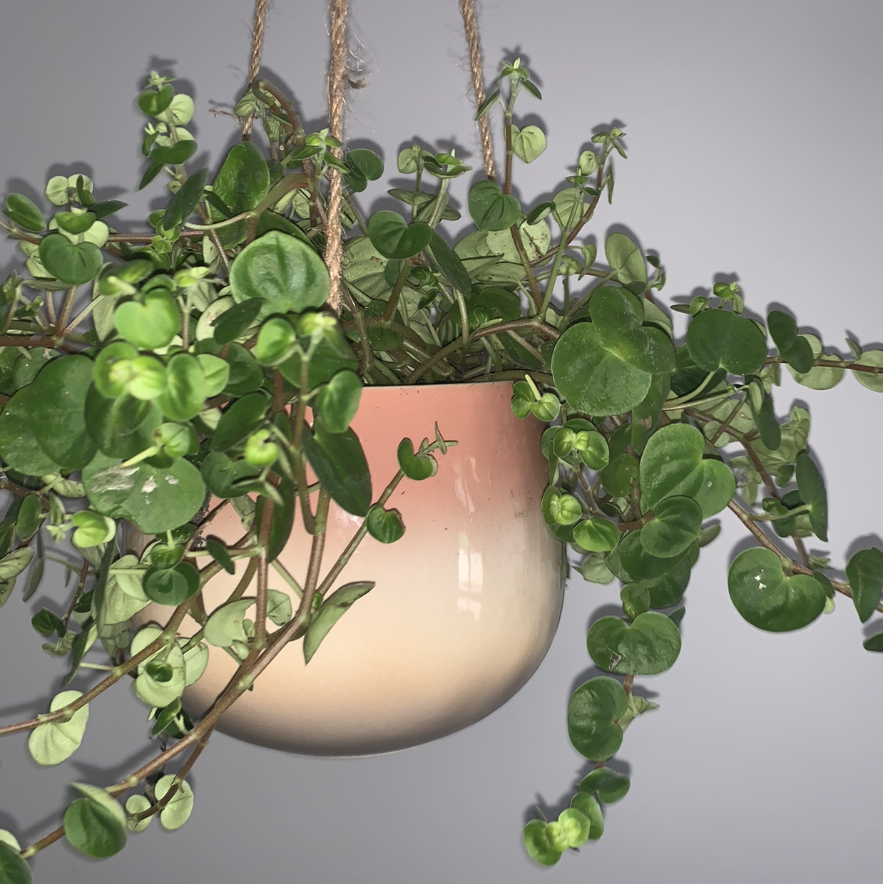 Healthy Beetle Peperomia plant in a hanging pot with green leaves.