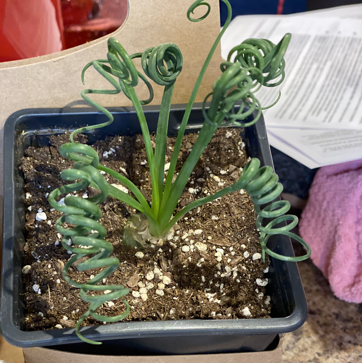 Frizzle Sizzle plant in a pot with visible soil and curly leaves.