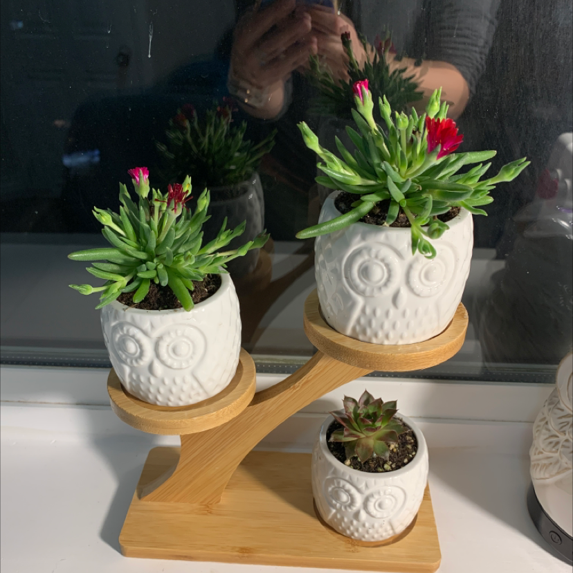 Three potted Purple Ice Plants in white owl-shaped pots on a wooden stand, with red flowers and green leaves.