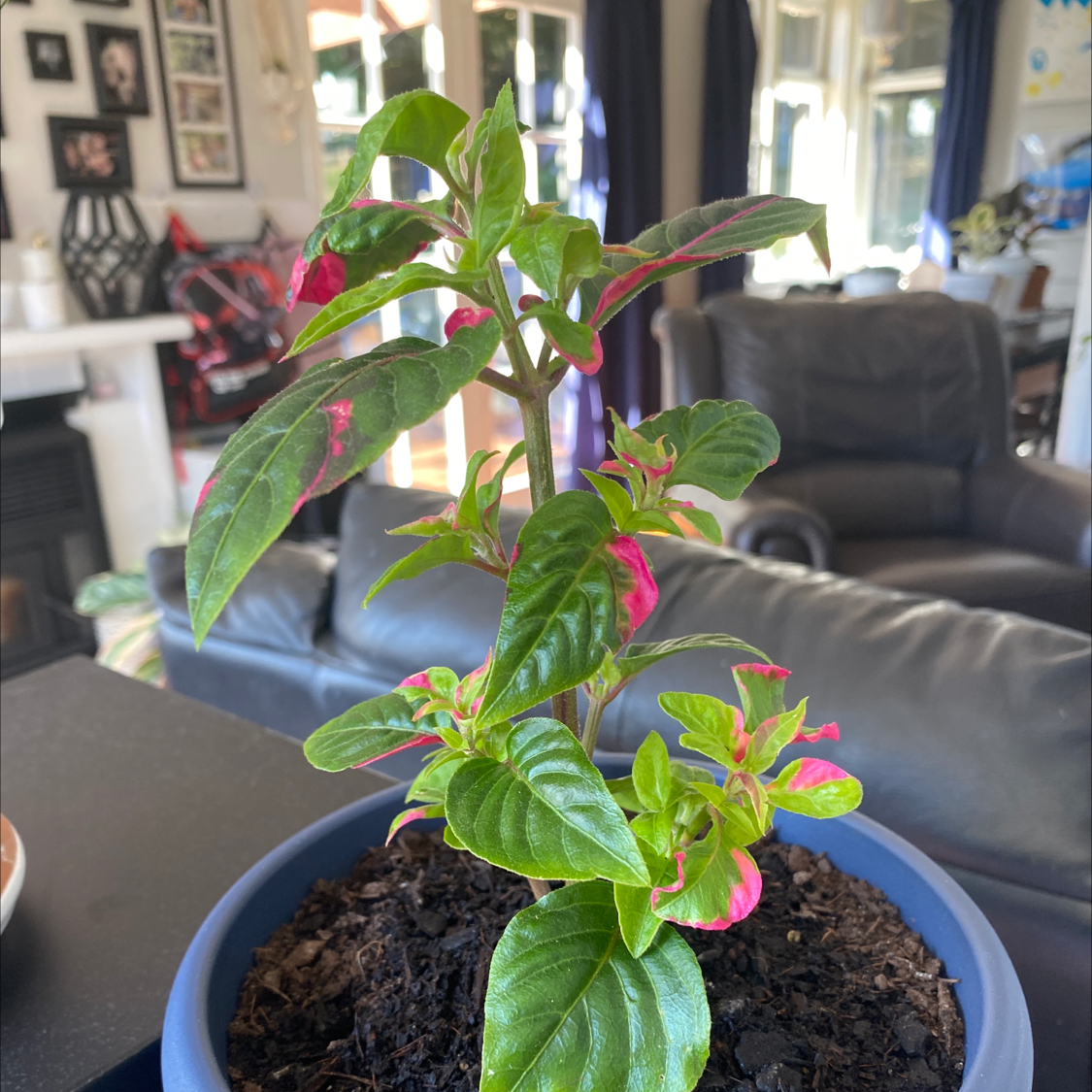Party Time Alternanthera plant in a blue pot with vibrant green and pink variegated leaves.