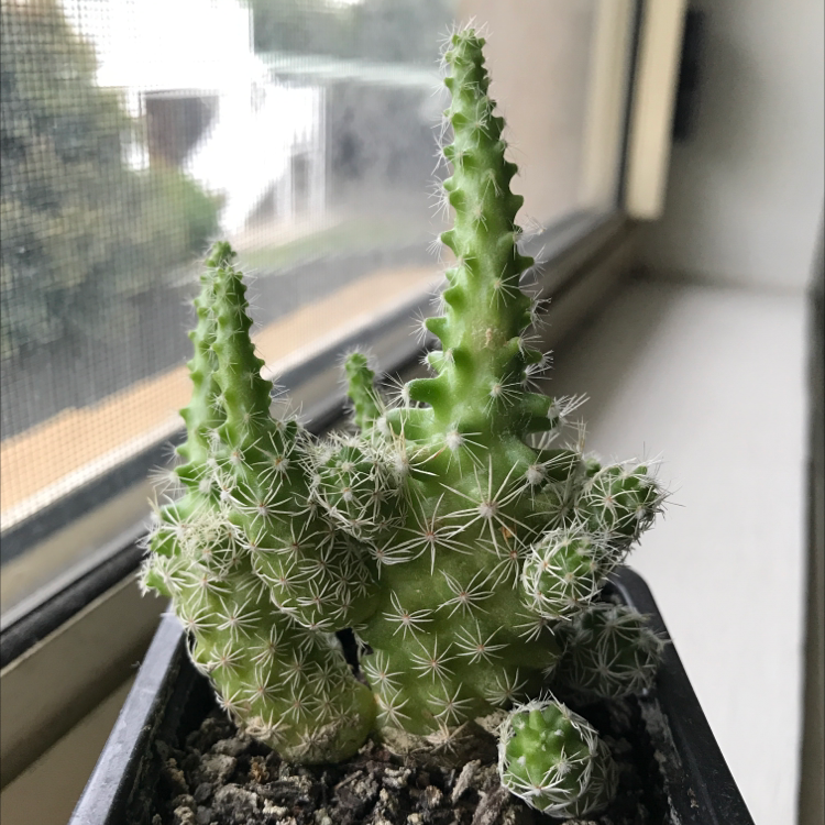 Thimble Cactus on a windowsill, healthy with visible soil.