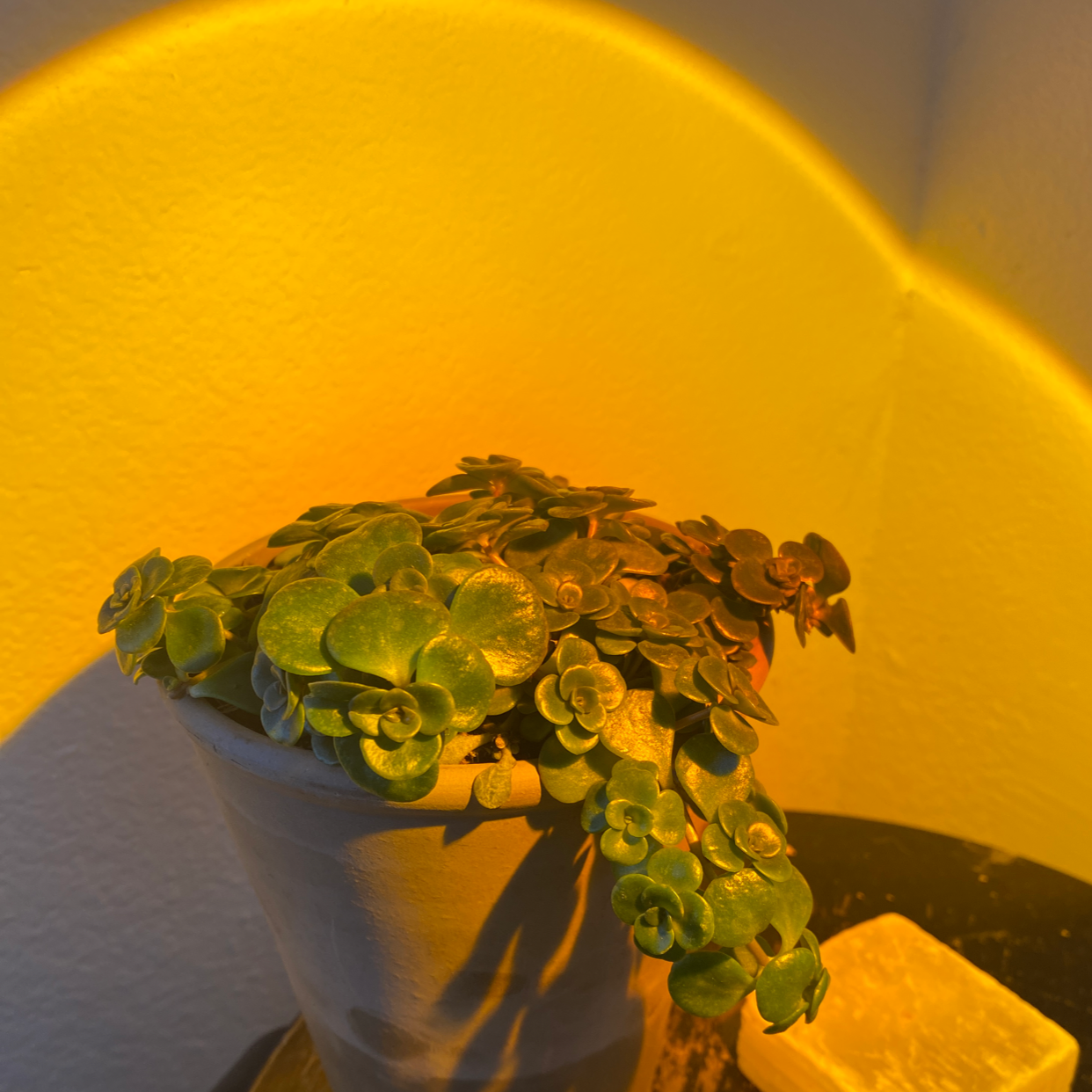 Potted Two-Row Stonecrop succulent under artificial yellow lighting with some browning leaves.