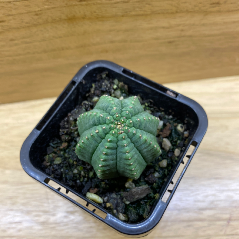 Baseball Plant (Euphorbia obesa) in a small pot with visible soil.