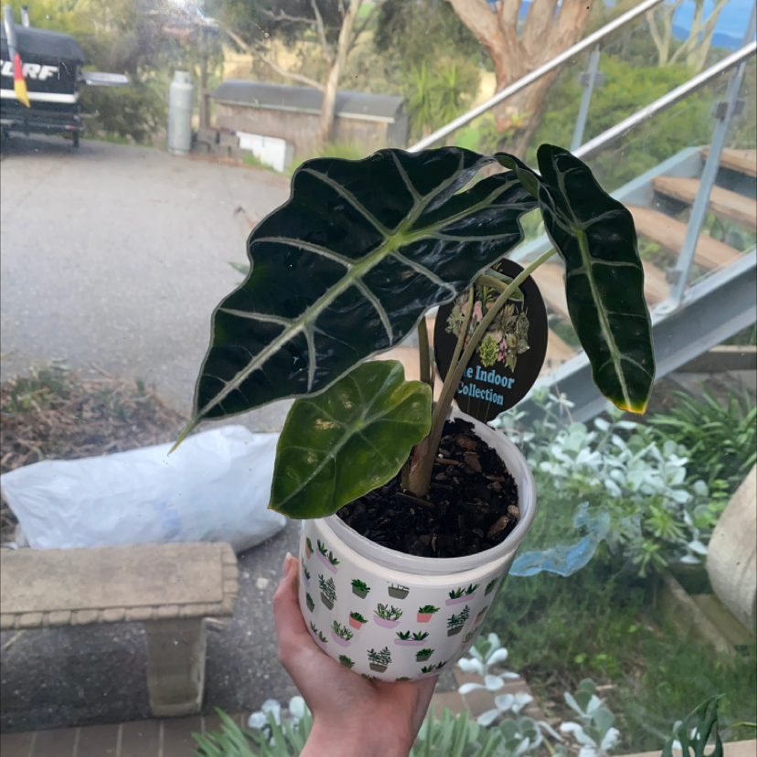 Photo of the plant species Kris Plant by @GorgyPordy named Geraldine on Greg, the plant care app