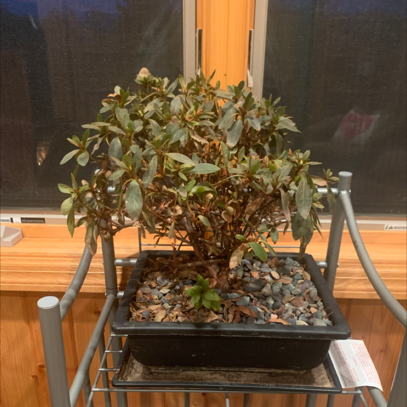 Photo of the plant species Satsuki by @jennasplants named bonzai on Greg, the plant care app