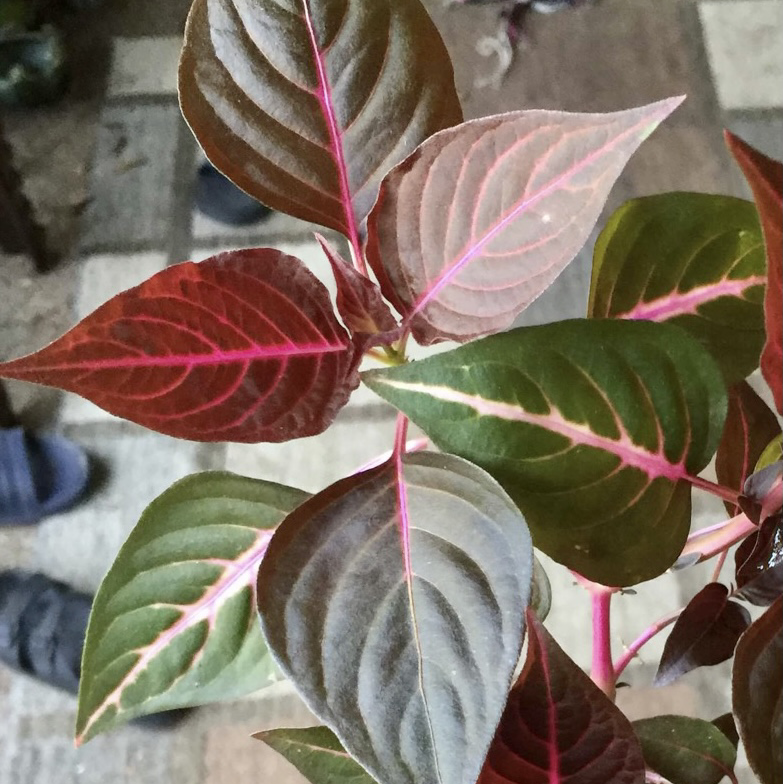 A healthy variegated Herbst's Bloodleaf plant with striking red, pink and green leaves.