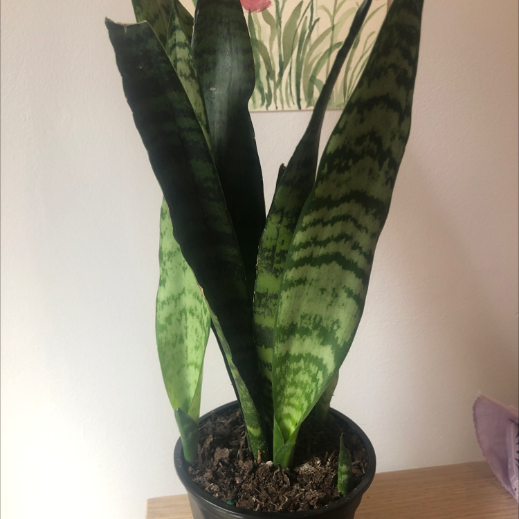 Snake Plant plant photo by @llepik named Julio on Greg, the plant care app.