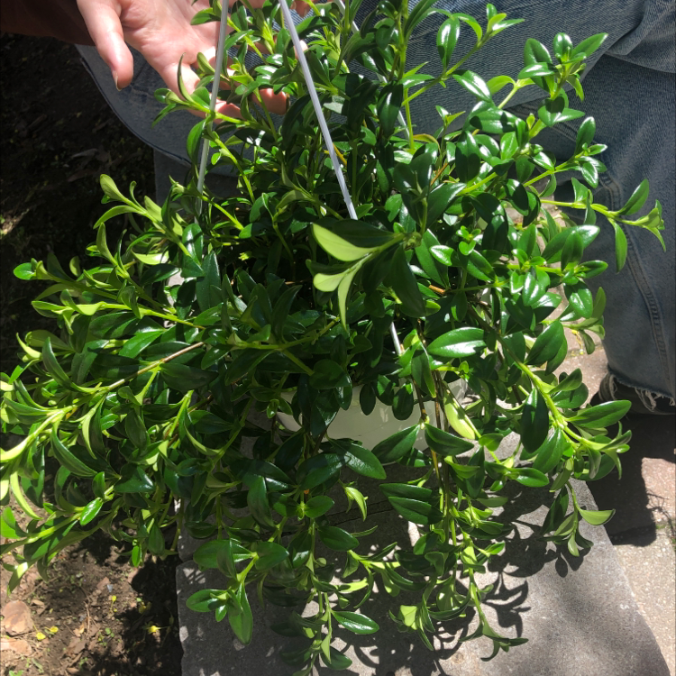 Photo of the plant species Goldfish Plant by @llepik named Gretchen on Greg, the plant care app