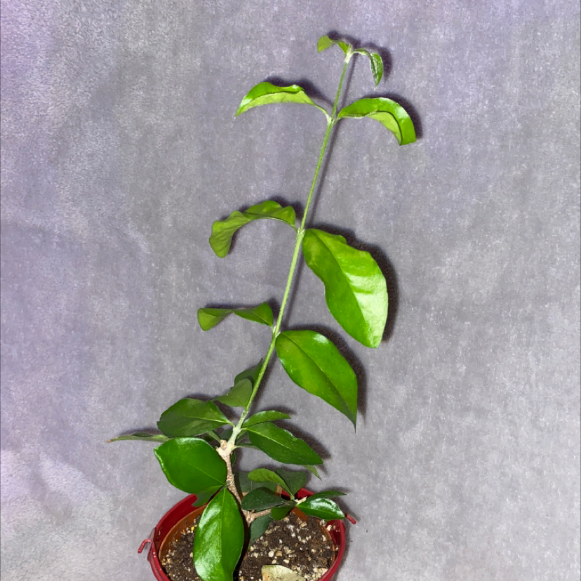 Plant care for Antifebrile Callaeum on Greg, the plant care app