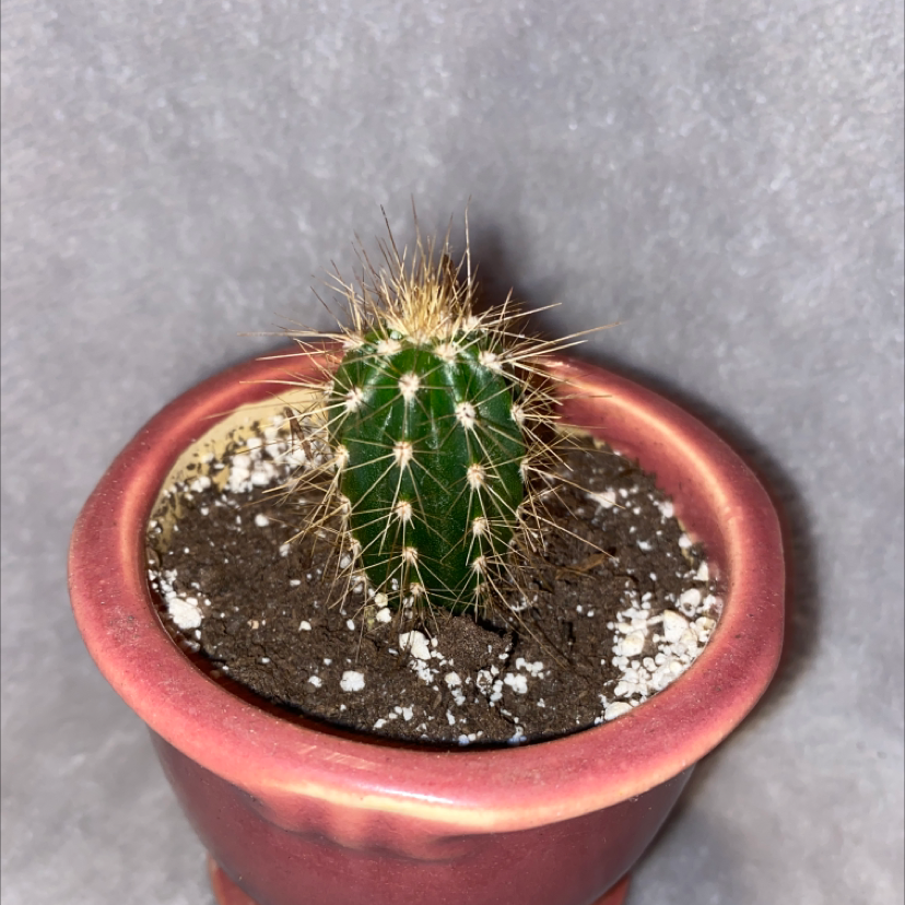 A healthy Silver Torch Cactus in a pot with visible soil.